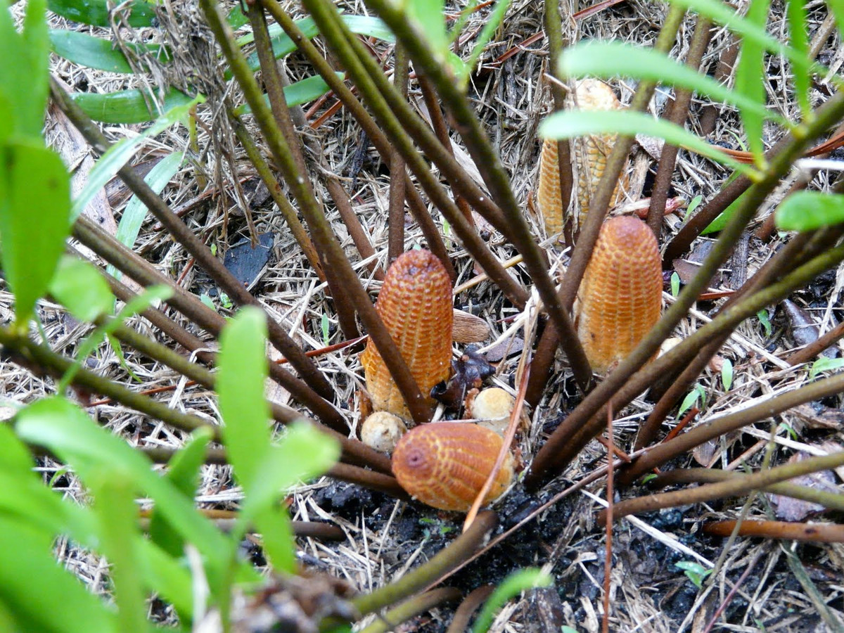 Tuế lùn Caribbean (Zamia pumila) cao 1,2 mét, phân bố ở vùng Caribbean. Loài cây này có thân ngắn, một nửa nằm trong đất, nón màu nâu đỏ dựng đứng trông giống như những bắp ngô nướng cháy xém. Người dân bản địa từng sử dụng chúng như một nguồn cung cấp tinh bột.