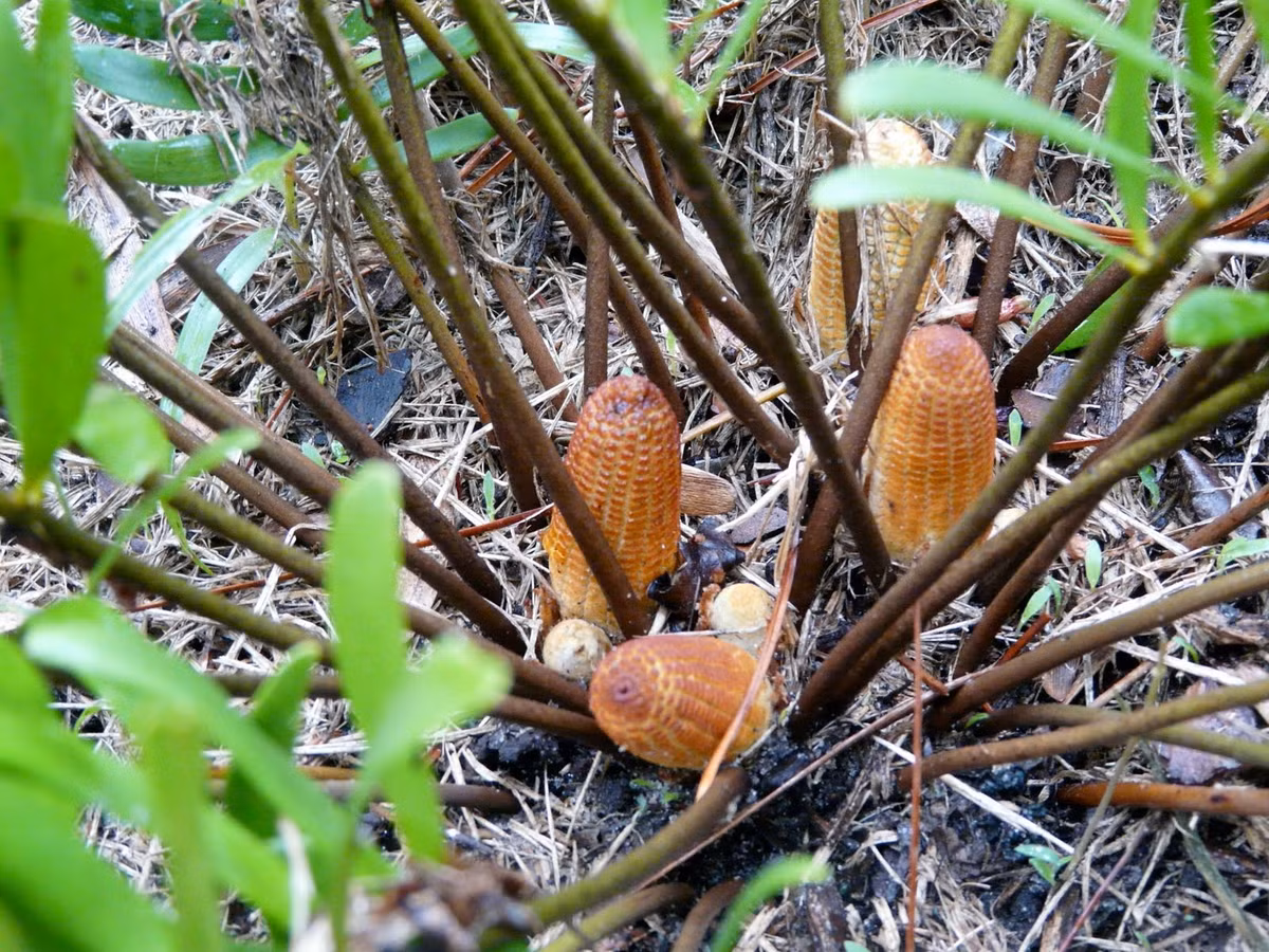 Tuế lùn Caribbean (Zamia pumila) cao 1,2 mét, phân bố ở vùng Caribbean. Loài cây này có thân ngắn, một nửa nằm trong đất, nón màu nâu đỏ dựng đứng trông giống như những bắp ngô nướng cháy xém. Người dân bản địa từng sử dụng chúng như một nguồn cung cấp tinh bột.