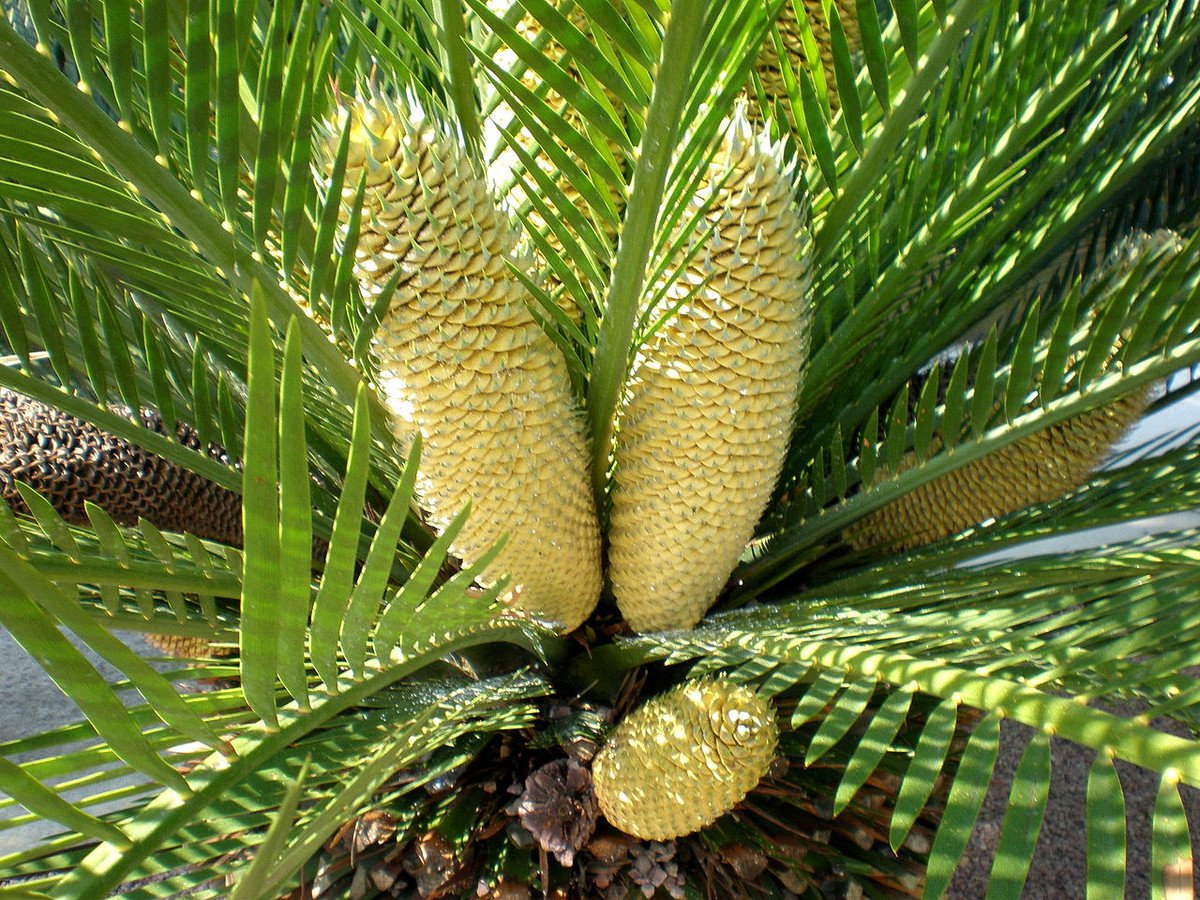 Tuế cọ (Macrozamia moorei) cao 7 mét, sinh trưởng trong rừng khô ở Australia. Là một trong những loài tuế cao nhất, nón cái của chúng có thể dài đến 90 cm.