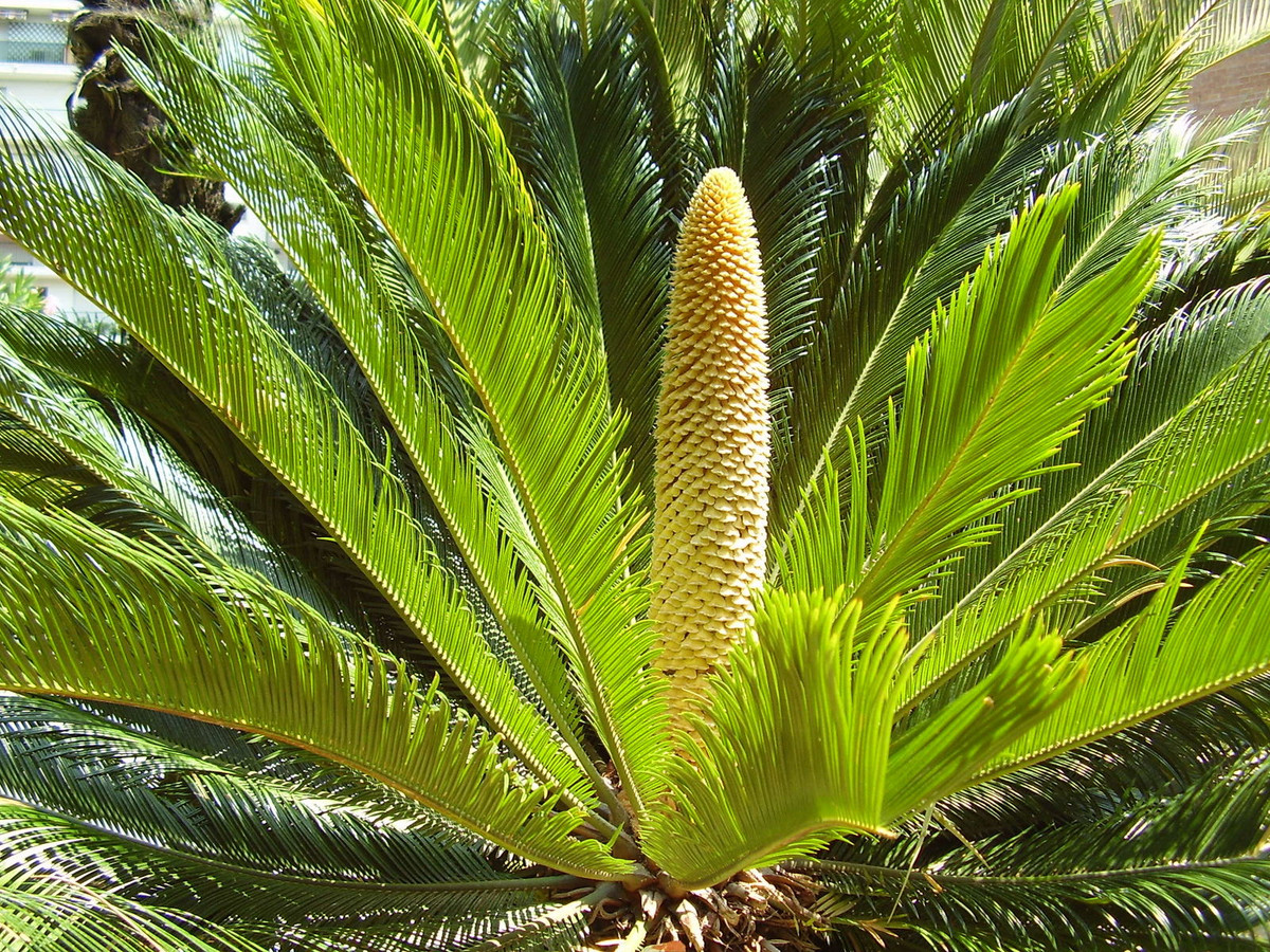 Vạn tuế (Cycas revoluta) cao 3 mét, là thực vật bản địa ở miền Nam Nhật Bản. Loài tuế có hình dạng giống các cây họ Cau này có lá cứng vươn thẳng, thân phân nhánh khi trưởng thành. Chúng đã được đưa đến khắp thế giới để làm cây cảnh.