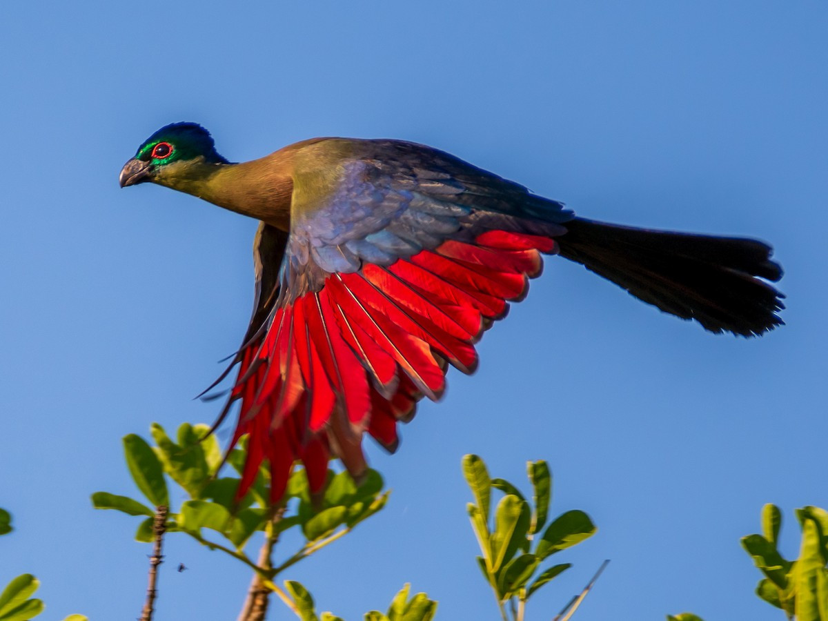 Tiêu quyên mào tím (Tauraco porphyreolophus) dà 42-46 cm, được ghi nhận ở Đông và Nam Phi. Những chiếc lông bay màu đỏ của loài này có vai trò quan trọng trong các nghi lễ ở vương quốc Eswatini, nơi chúng được coi là quốc điểu.