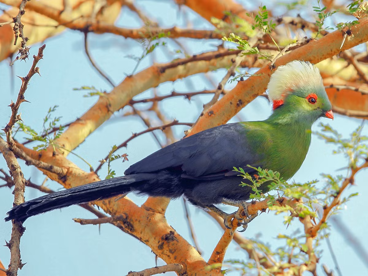 Tiêu quyên Ethiopia (Tauraco ruspolii) dài 40 cm, là loài chim đặc hữu trong các khu rừng nam Ethiopia. Loài chim màu xanh có mào trắng này là loài phân bố hẹp nhất trong họ Tiêu quyên.