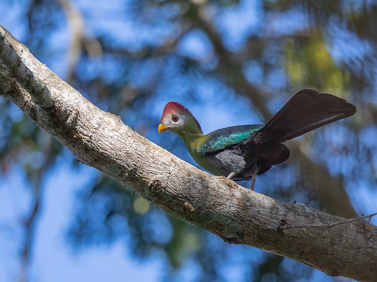 Tiêu quyên mào đỏ (Tauraco erythrolophus) dài 40-43 cm, phân bố ở Angola. Nhiều loài chim tiêu quyên có sắc tố đỏ đặc trưng ở mặt dưới cánh, chỉ ít loài có mào màu đỏ như loài này.