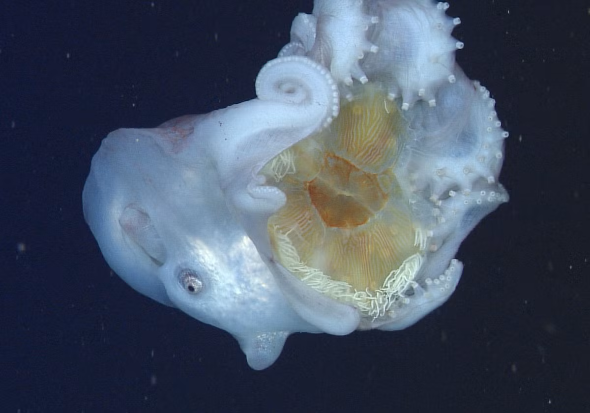 Bạch tuộc bảy tay (Haliphron atlanticus) dài 2 mét, được ghi nhận ở khắp các đại dương. Cá thể đực của loài này có một xúc tu biến đổi đặc biệt, cuộn lại trong một túi bên dưới mắt phải, được sử dụng trong quá trình thụ tinh trứng, khiến chúng trông như chỉ có 7 xúc tu.