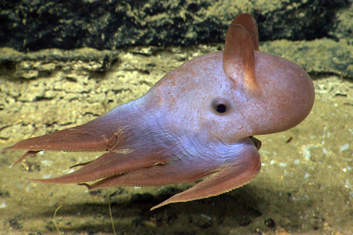 Bạch tuộc Dumbo (Grimpoteuthis plena) dài 20 cm, được tìm thấy ở độ sâu hàng nghìn mét dưới đáy biển Tây Bắc Đại Tây Dương. Do có các vây giống tai dùng để bơi, chúng được đặt tên giống chú voi bay Dumbo, một nhân vật hoạt hình nổi tiếng của hãng Walt Disney.