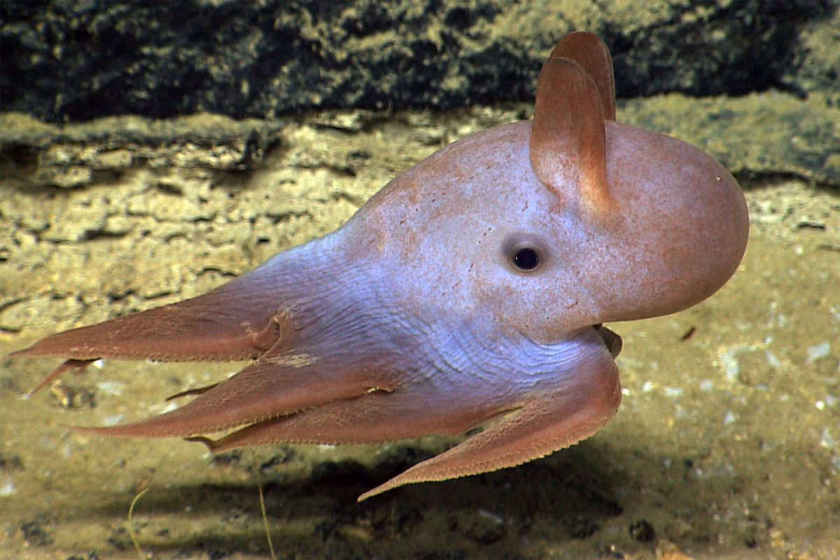 Bạch tuộc Dumbo (Grimpoteuthis plena) dài 20 cm, được tìm thấy ở độ sâu hàng nghìn mét dưới đáy biển Tây Bắc Đại Tây Dương. Do có các vây giống tai dùng để bơi, chúng được đặt tên giống chú voi bay Dumbo, một nhân vật hoạt hình nổi tiếng của hãng Walt Disney.