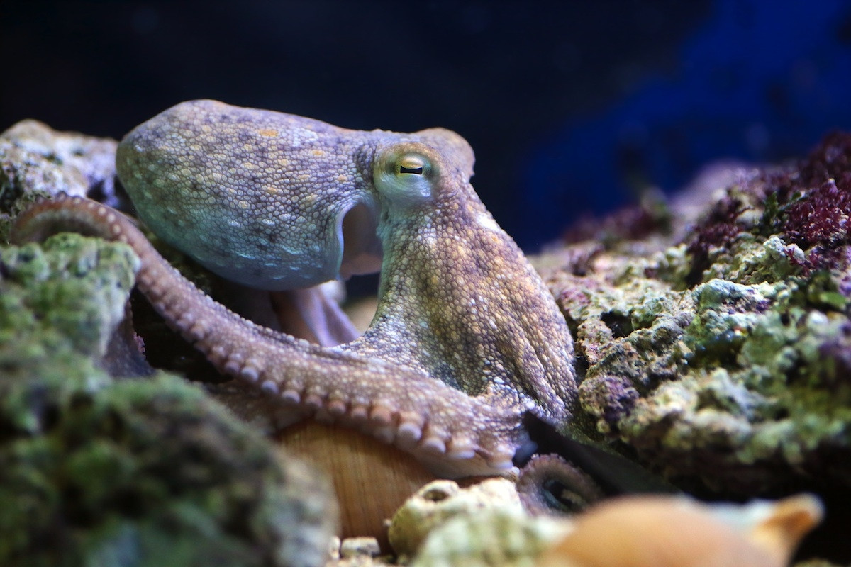 Bạch tuộc đốm trắng hay bạch tuộc thông thường (Octopus vulgaris) dài 1,3 mét, phân bố ở các vùng biển nhiệt đới và ôn đới ấm trên toàn cầu. Loài bạch tuộc có có cơ thể sần sùi này được đánh bắt với quy mô lớn để làm thực phẩm ở bờ biển phía Tây Bắc của châu Phi.