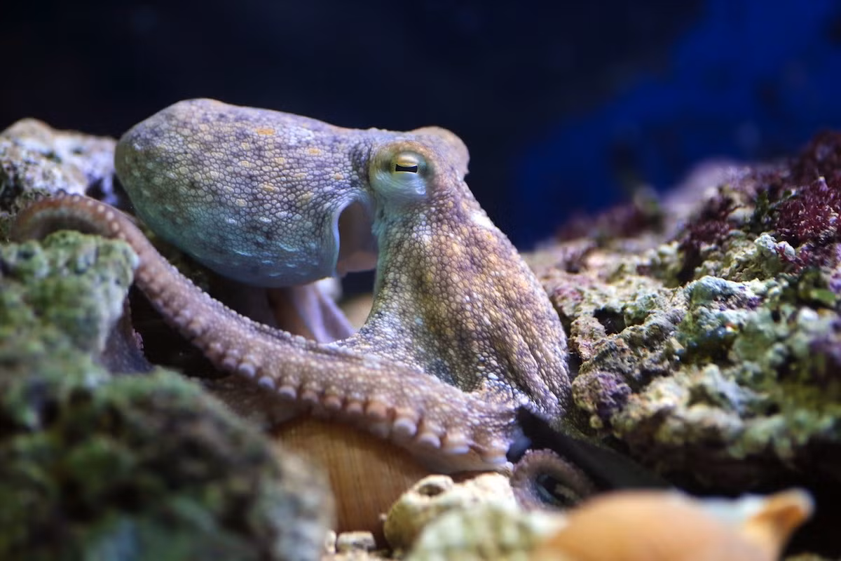 Bạch tuộc đốm trắng hay bạch tuộc thông thường (Octopus vulgaris) dài 1,3 mét, phân bố ở các vùng biển nhiệt đới và ôn đới ấm trên toàn cầu. Loài bạch tuộc có có cơ thể sần sùi này được đánh bắt với quy mô lớn để làm thực phẩm ở bờ biển phía Tây Bắc của châu Phi.