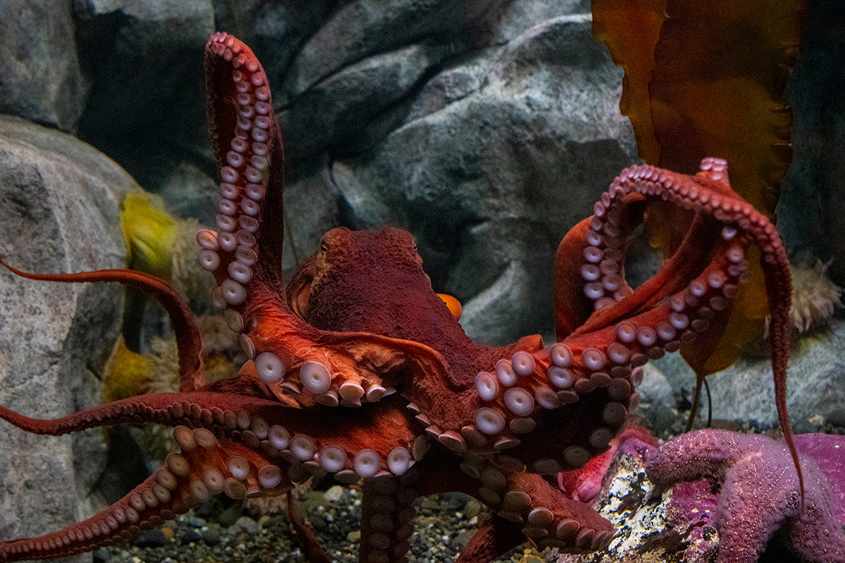 Bạch tuộc khổng lồ Bắc Thái Bình Dương (Enteroctopus dofleini) dài 2 mét, phân bố ở bờ biển phía Bắc Thái Bình Dương. Là loài bạch tuộc lớn nhất và có trí tuệ khá phát triển, chúng lại có tuổi thọ ngắn đáng ngạc nhiên, chỉ từ 3-5 năm. Cá thể cái của loài này chăm sóc trứng rất cần mẫn.