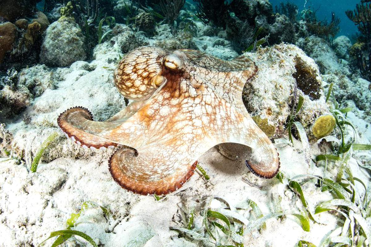 Bạch tuộc rạn san hô Caribbean (Octopus briareus) dài 1-1,5 mét, sống ở các rạn san hô Tây Đại Tây Dương và vùng Caribbean. Chúng thường bắt con mồi bằng cách căng các xúc tu có màng ra như cái lưới.