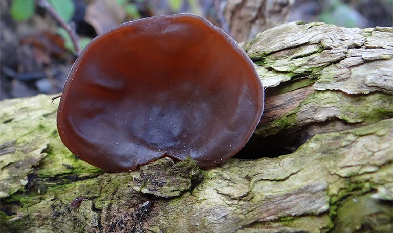 5 loai thuc pham de qua dem de sinh vi khuan, bien doi te bao