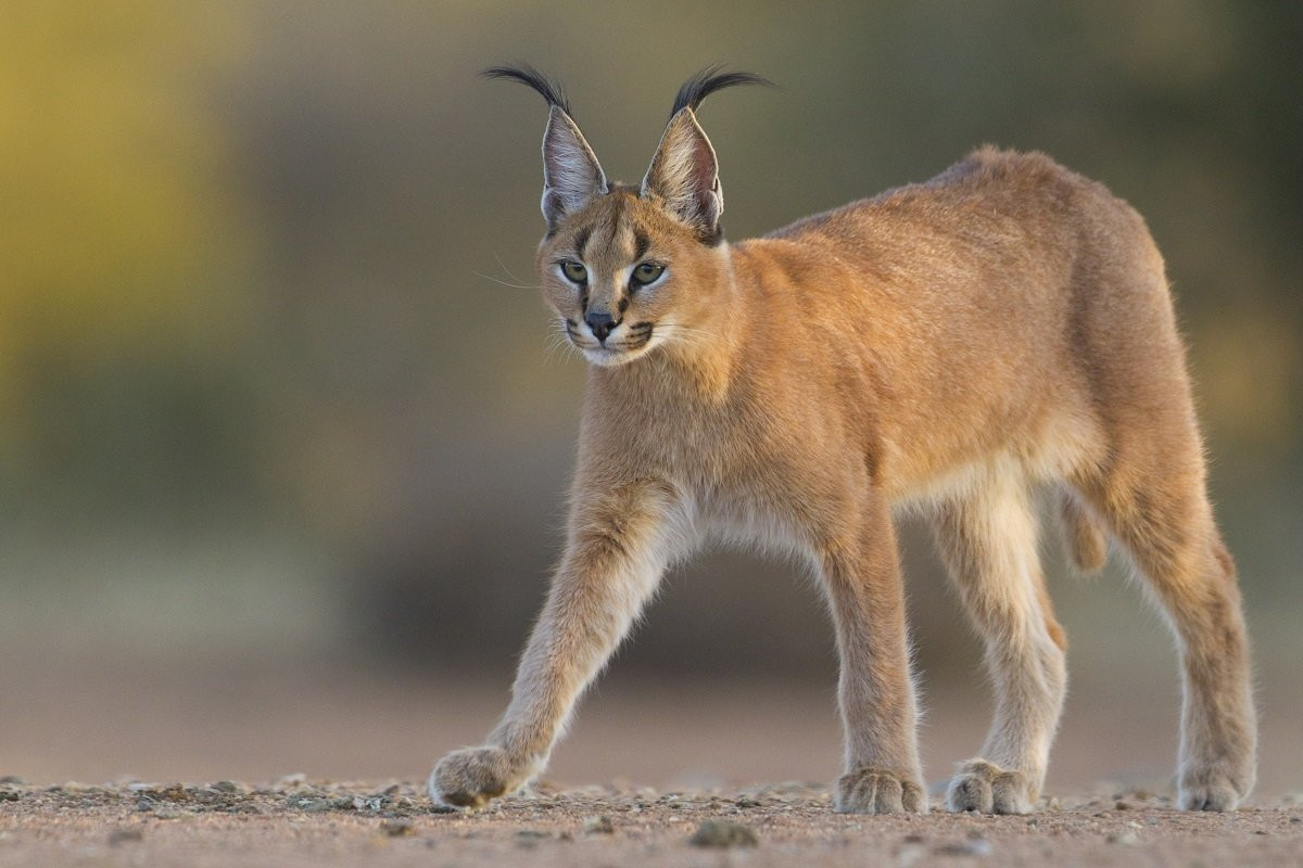 Linh miêu tai đen (Caracal caracal) sống ở các vùng cây bụi khô ở châu Phi và Tây Nam Á. Là loài hoạt động về đêm, chúng chuyên săn các con mồi vừa sức như đa man và linh dương nhỏ.