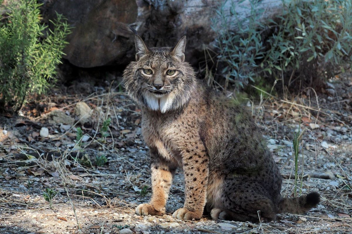 Linh miêu Iberia (Lynx pardinus) dài 68-82 cm, chỉ còn chưa đầy 150 cá thể trong tự nhiên ở Tây Ban Nha. Là một trong những loài mèo nguy cấp nhất thế giới, chúng đang được gây giống trong tình trạng nuôi nhốt để tránh tuyệt chủng.