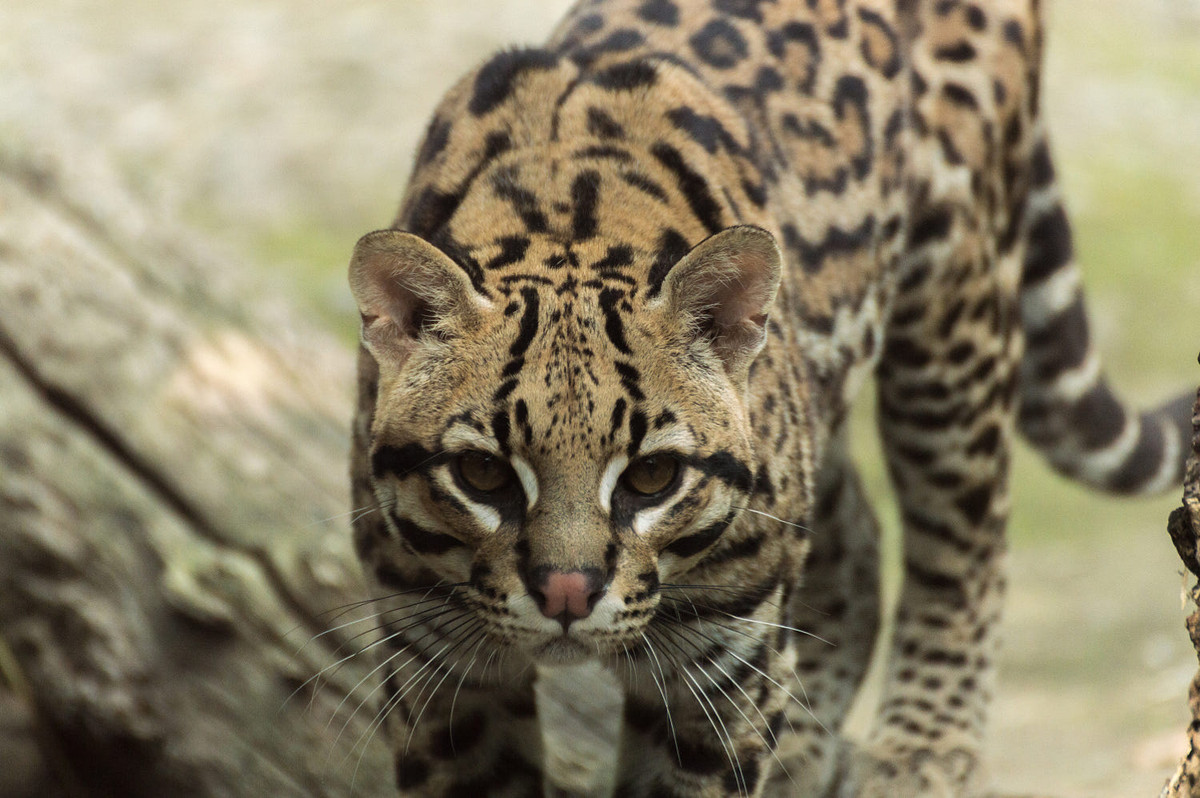 Báo gấm Nam Mỹ (Leopardus pardalis) dài 55-100 cm, cư trú trong các khu rừng Trung và Nam Mỹ. Chúng săn mồi về đêm, mục tiêu là các loài gặm nhấm cũng như các con mồi khác trên cạn và dưới nước.
