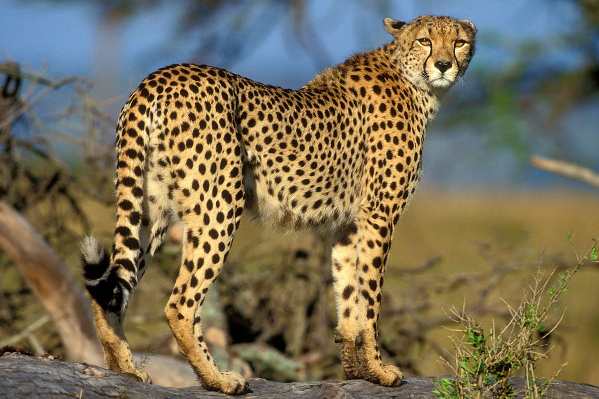 Báo Cheetah hay báo săn, báo đốm châu Phi (Acinonyx jubatus) dài 1,2-1,5 mét, sinh sống trên các xavan ở châu Phi. Là loài vật chạy nhanh nhất thế giới, chúng có thể đạt tốc độ 104 km/h. Chúng dựa vào tốc độ để săn linh dương và các loài thú nhỏ khác.