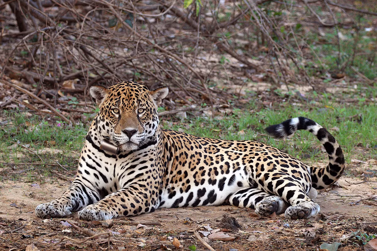 Báo đốm Mỹ (Panthera onca) dài 1,2-1,7 mét, phân bố ở Trung Mỹ và phía Bắc của Nam Mỹ, là loài mèo lớn nhất châu Mỹ. Trèo cây và bơi rất giỏi, chúng săn nhiều con mồi khác nhau, từ rùa và cá cho đến hươu.