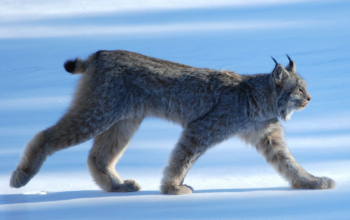 Linh miêu Canada (Lynx canadensis) dài 80-106 cm, cư trú trong rừng rậm và lãnh nguyên lạnh giá ở Canada. Chúng có bàn chân rất lớn để di chuyển dễ dàng trên tuyết. Số lượng cá thể của loài này biến động theo mức độ dồi dào của thỏ tuyết, con mồi ưa thích của chúng.