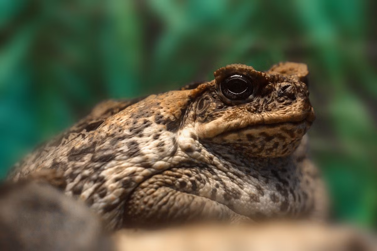 Cóc mía (Rhinella marina) dài 10-24 cm, là một trong những loài cóc lớn nhất thế giới. Có nguồn gốc từ châu Mỹ, chúng được đưa vào các cánh đồng mía ở Australia và đã trở thành mối đe dọa với các loài động vật bản địa.