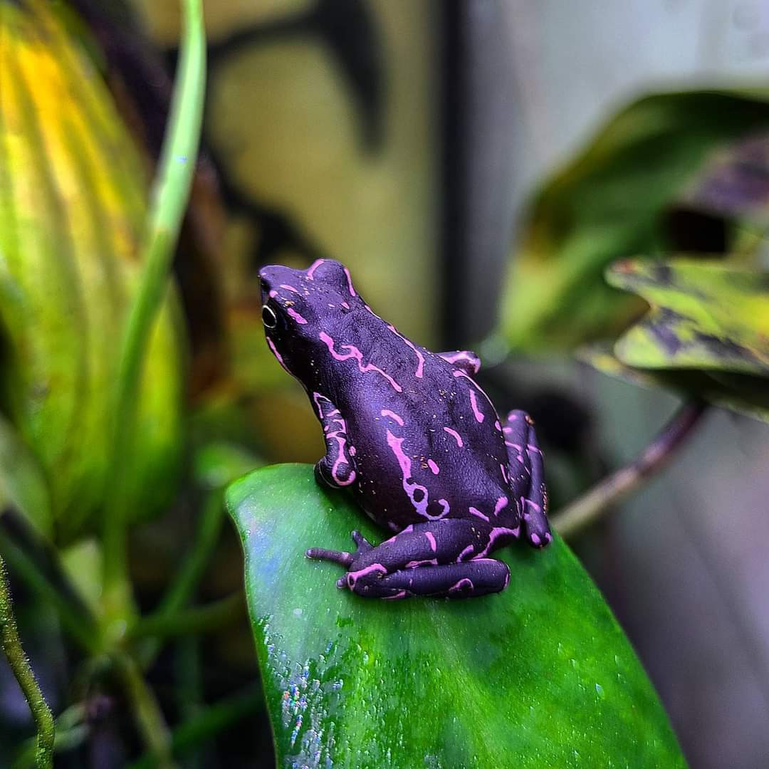 Cóc hề Guyana (Atelopus barbotini) dài 2,5-4 cm, có nguồn gốc từ Guyana nhưng đã trở thành vật nuôi ở nhiều nơi do màu sắc bắt mắt. Chúng sinh sản quanh năm ở các dòng suối trong rừng.
