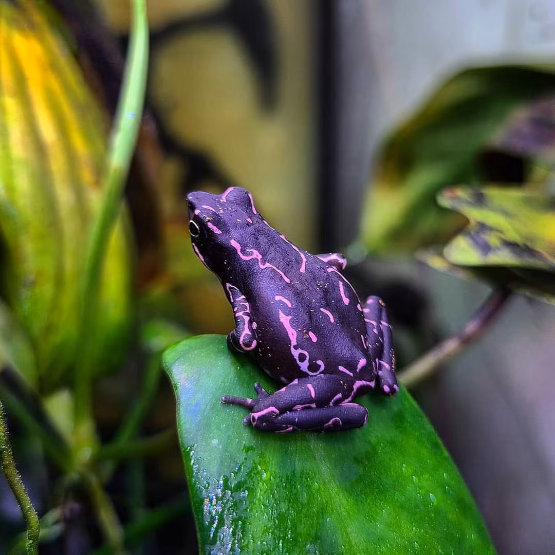 Cóc hề Guyana (Atelopus barbotini) dài 2,5-4 cm, có nguồn gốc từ Guyana nhưng đã trở thành vật nuôi ở nhiều nơi do màu sắc bắt mắt. Chúng sinh sản quanh năm ở các dòng suối trong rừng.