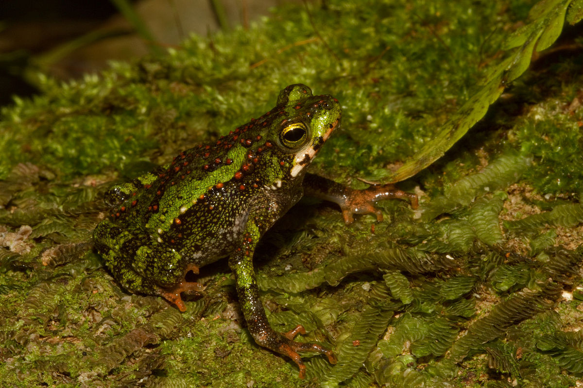 Cóc leo xanh (Incilius coniferus) dài 6-10 cm, là loài lưỡng cư bản địa Trung và Nam Mỹ. Loài cóc ăn đêm này thường leo trèo giữa thảm thực vật để tìm bắt côn trùng.