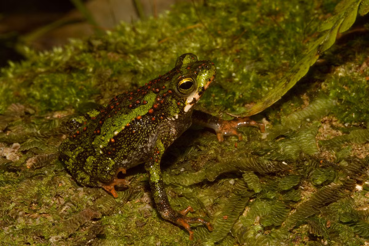 Cóc leo xanh (Incilius coniferus) dài 6-10 cm, là loài lưỡng cư bản địa Trung và Nam Mỹ. Loài cóc ăn đêm này thường leo trèo giữa thảm thực vật để tìm bắt côn trùng.