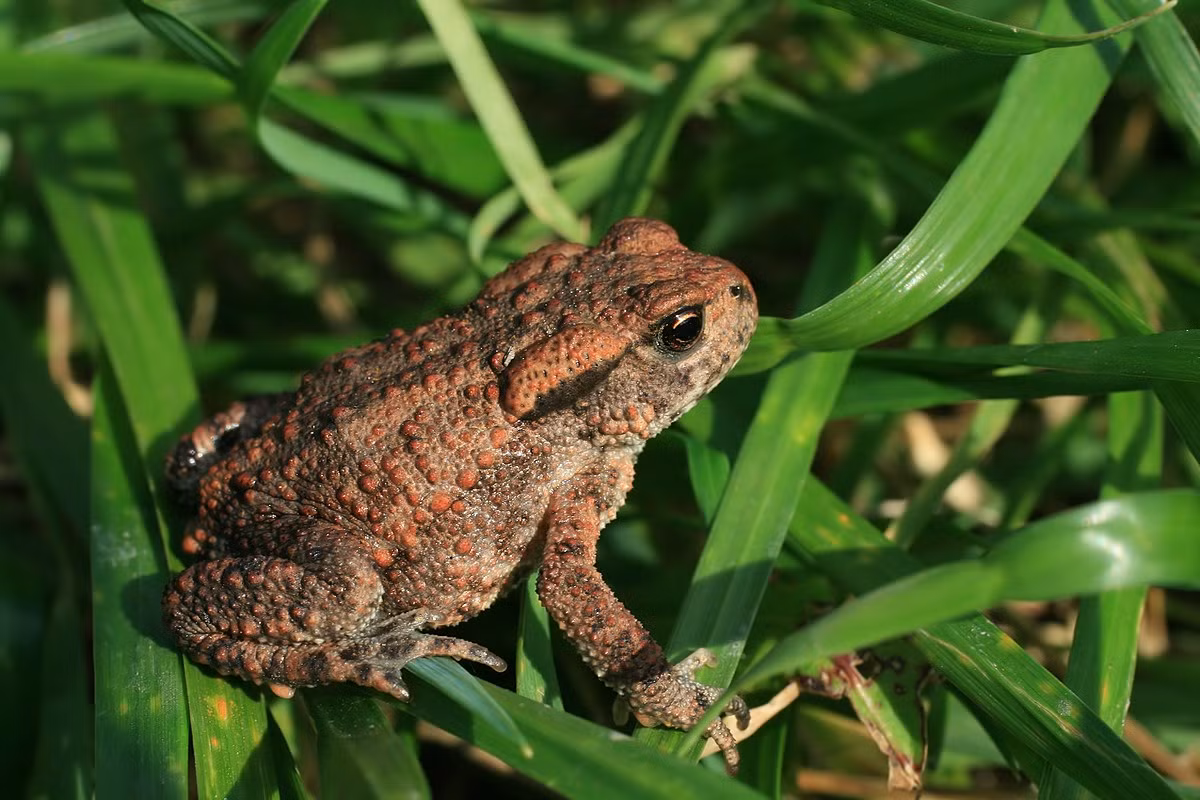 Cóc thường châu Âu (Bufo bufo) dài 8-20 cm, phân bố khắp châu Âu và Bắc Phi. Loài này sinh sản vào mùa xuân, con đực có số lượng gấp ba lần con cái nhưng kích thước nhỏ hơn nhiều.