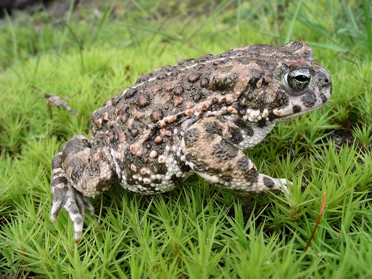 Cóc sống lưng vàng (Epidalea calamita) dài 5-10 cm, phân bố khắp châu Âu. Loài cóc này khác với các họ hàng ở cẳng chân ngắn và kiểu chạy như chuột. Chúng sinh sản từ mùa xuân đến mùa hè.