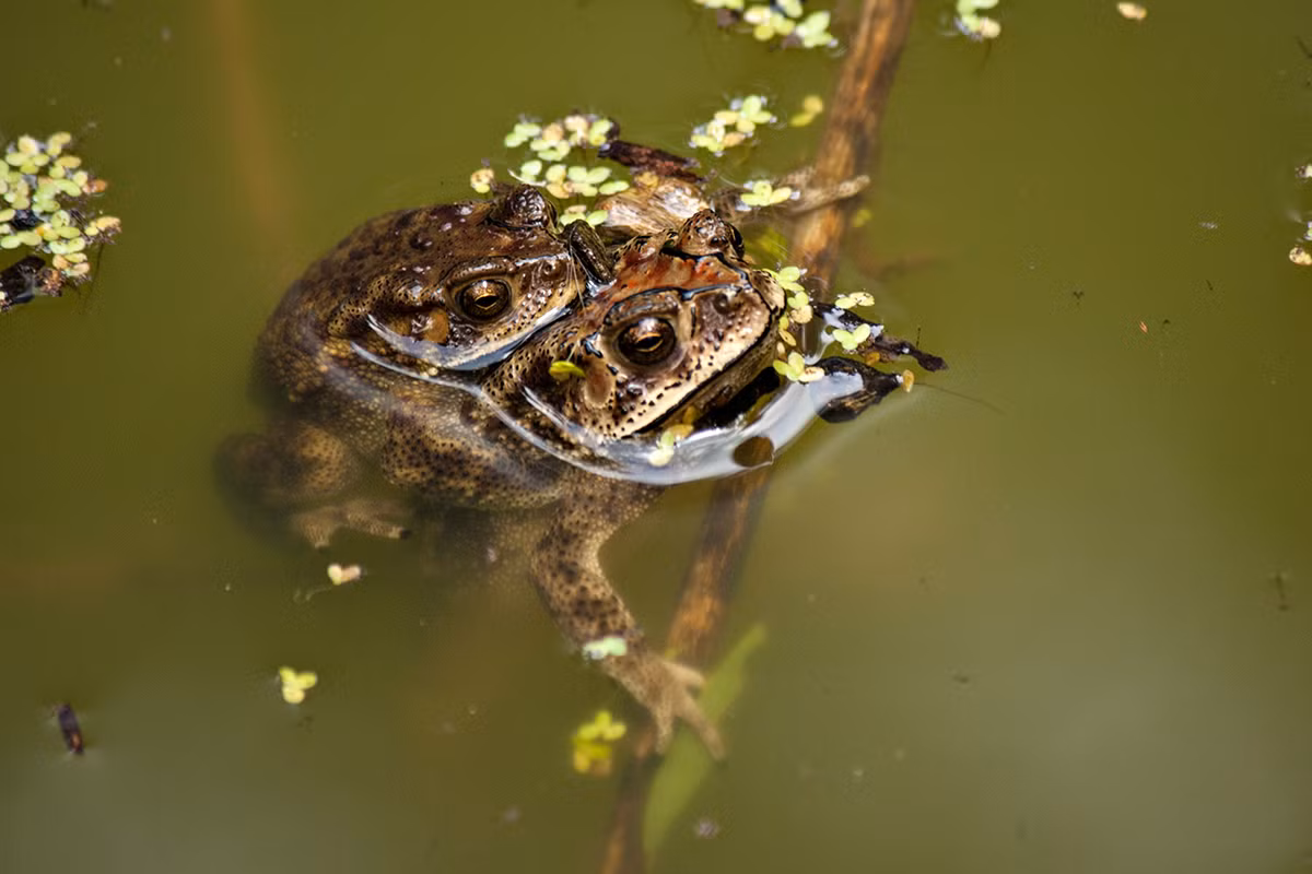 Cóc châu Á, hay cóc nhà (Duttaphrynus melanostictus) dài 12-20 cm, phổ biến ở Nam Á và Đông Nam Á, trong đó có Việt Nam. Sinh sống ở cả môi trường đô thị, chúng thường xuất hiện với số lượng lớn sau những cơn mưa mùa hè.