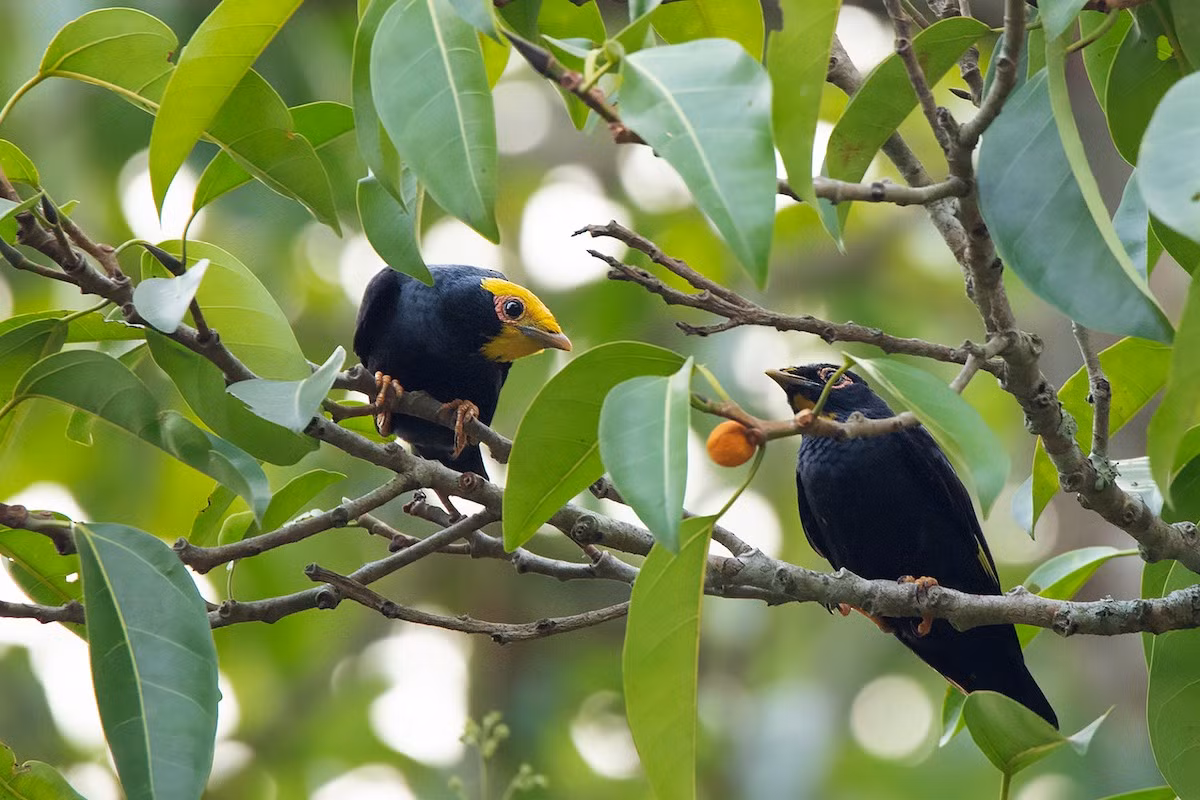 Sáo vàng (Ampeliceps coronatus) dài 22-24 cm, là loài định cư không phổ biến đến phổ biến tại Đông Bắc, Trung Bộ và Nam Bộ (VQG Cúc Phương, Yok Đôn và Cát Tiên). Sinh cảnh của loài chim sáo này là rừng lá rộng thường xanh và rừng hỗn giao rụng lá, bìa rừng, khu vực trống trải trong rừng, thường di chuyển theo đàn lớn.