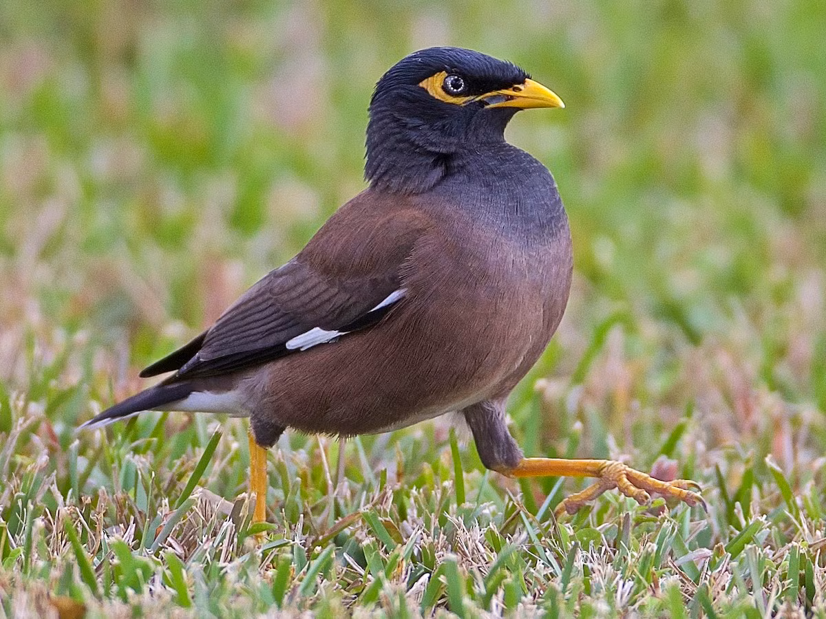 Sáo nâu (Acridotheres tristis) dài 24-27, là loài phổ biến trong cả nước. Chúng sống ở các khu vực trống trải, thành thị, cây bụi, nơi canh tác.