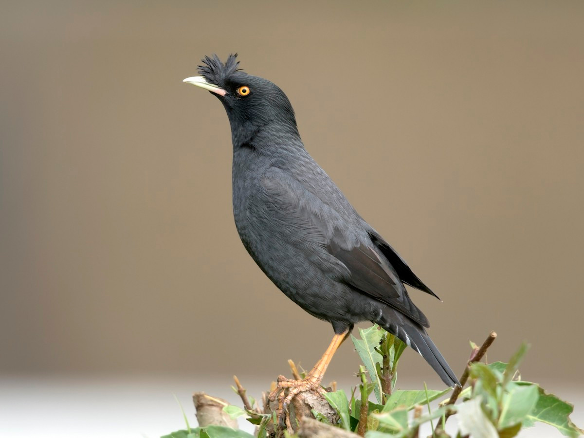 Sáo mỏ ngà (Acridotheres cristatellus) dài 25-27 cm, là loài định cư tương đối phổ biến tại Tây Bắc, Đông Bắc và Trung Bộ. Sinh cảnh của chúng là các khu vực trống trải, thành thị, cây bụi, nơi canh tác, chủ yếu là các vùng thấp, hay bị bẫy làm chim cảnh.