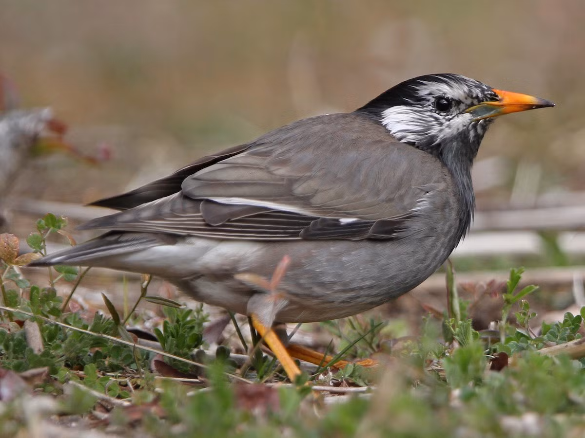 Sáo đá má trắng (Spodiopsar cineraceus) dài 23-24 cm, là loài trú đông hiếm đến không phổ biến tại Đông Bắc. Chúng được ghi nhận ở khu vực trống trải, cây bụi, nơi canh tác, các vùng đất thấp, thường di chuyển theo đàn lớn, đôi khi chung đàn với các loài sáo khác.