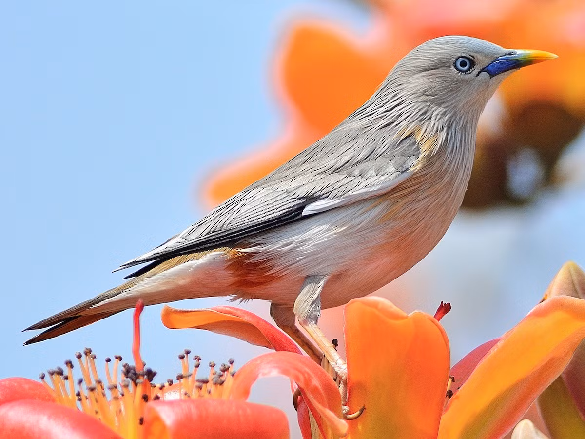 Sáo đá đuôi hung (Sturnia malabarica) dài 18-20 cm, là loài định cư tương đối phổ biến trong cả nước. Sinh cảnh của chugns là các khu vực trống trải, thành thị, thường kiếm ăn trên các cây có hoa.