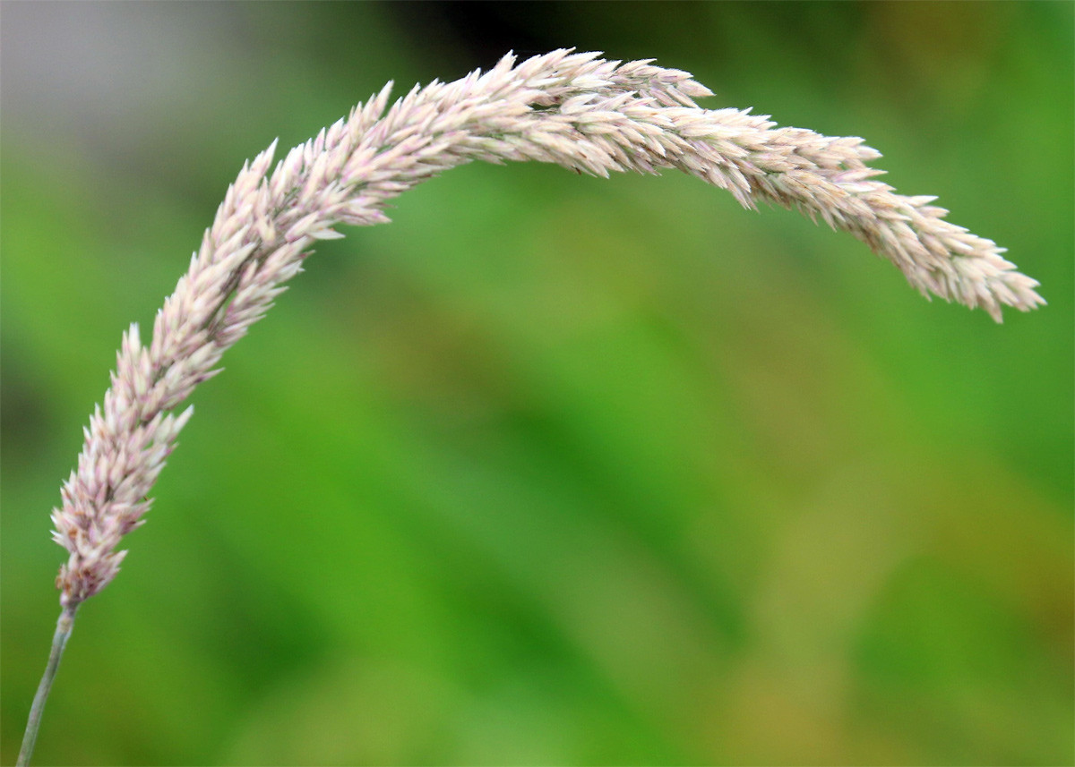 Cỏ lông mịn (Holcus lanatus) cao 80 cm, là một loài cỏ châu Âu phổ biến ở các đồng cỏ ẩm ướt. Lá của chúng có lông mềm, mịn như nhung.