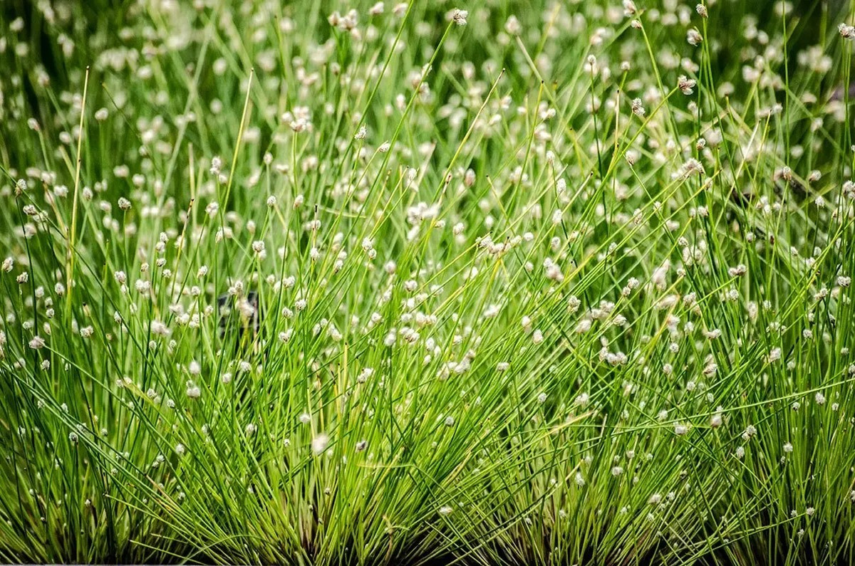 Cói dúi mảnh (Isolepis cernua) cao 30 cm, phân bố rộng ở các vùng ôn đới của thế giới. Chúng còn được gọi là "cỏ sợi quang" do có các thân mảnh màu xanh, ở ngọn là các cụm hoa màu bạc.