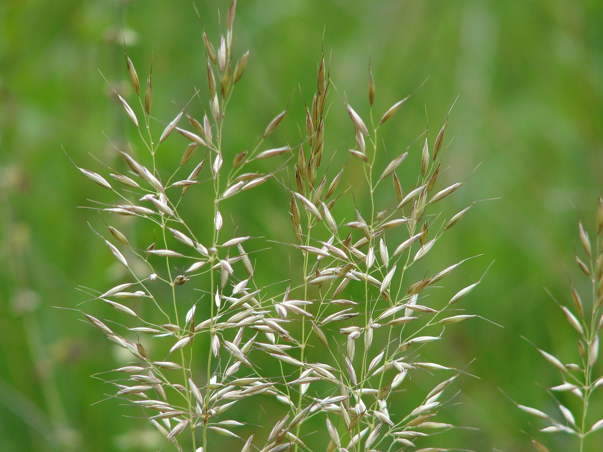 Yến mạch giả (Arrhenatherum elatius) cao 1,8 mét, phổ biến khắp lục địa châu Âu. Là họ hàng hoang dã của yến mạch, chúng đã lan rộng đến nhiều vùng khác trên thế giới.