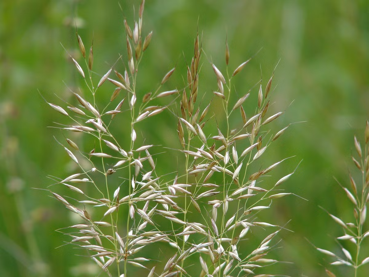 Yến mạch giả (Arrhenatherum elatius) cao 1,8 mét, phổ biến khắp lục địa châu Âu. Là họ hàng hoang dã của yến mạch, chúng đã lan rộng đến nhiều vùng khác trên thế giới.