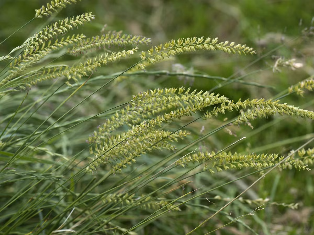 Cỏ đuôi chó (Cynosurus cristatus) cao 75 cm, là loài cỏ lưu niên phân bố từ châu Âu đến Tây Á. Chúng có thân mọc thấp nhưng cuống hoa vươn khá dài. Chịu được sự giẫm đạp, loài cỏ này thường được trồng làm thảm cỏ ở sân vườn, công viên.