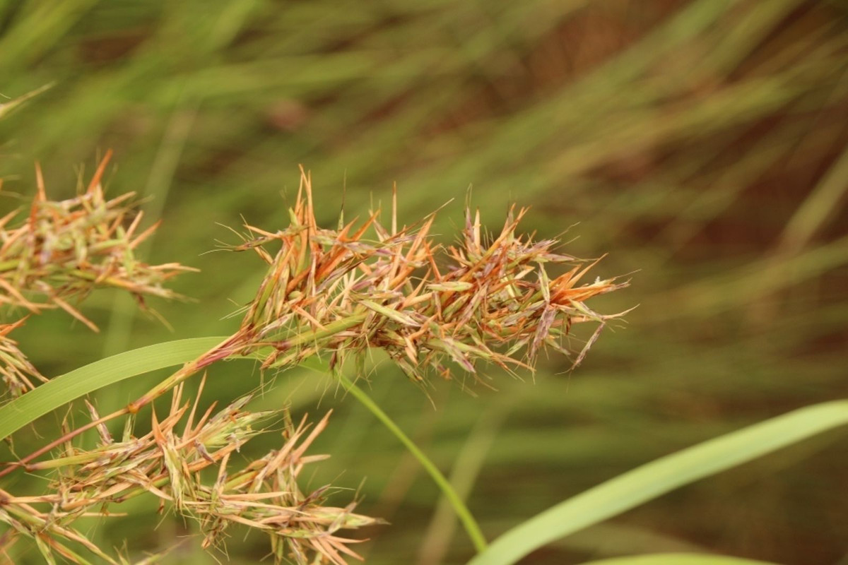 Sả Java (Cymbopogon nardus) cao 3 mét, có nguồn gốc từ vùng nhiệt đới Á châu. Chúng cho tinh dầu dùng làm nước hoa và xua đuổi côn trùng.
