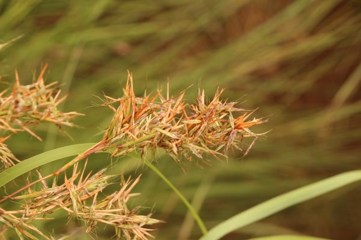 Sả Java (Cymbopogon nardus) cao 3 mét, có nguồn gốc từ vùng nhiệt đới Á châu. Chúng cho tinh dầu dùng làm nước hoa và xua đuổi côn trùng.