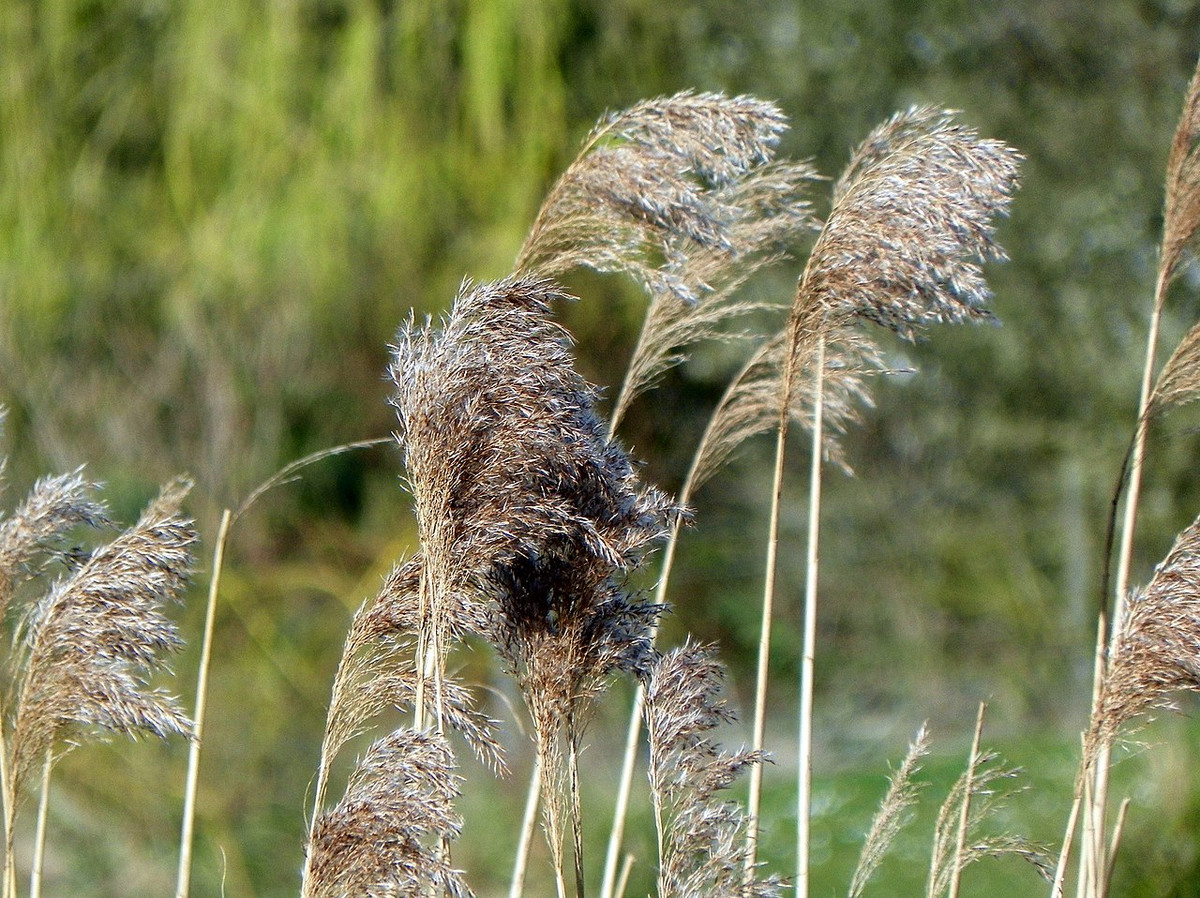 Lau sậy (Phragmites australis) cao 6 mét, mọc nhiều ở các vùng nước nông ở cả khu vực nhiệt đới và ôn đới của thế giới. Chúng có thể xâm chiếm những vùng rộng lớn nhờ phần thân bò lan.
