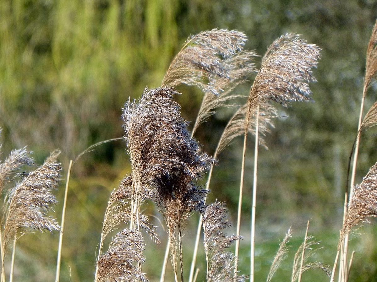 Lau sậy (Phragmites australis) cao 6 mét, mọc nhiều ở các vùng nước nông ở cả khu vực nhiệt đới và ôn đới của thế giới. Chúng có thể xâm chiếm những vùng rộng lớn nhờ phần thân bò lan.