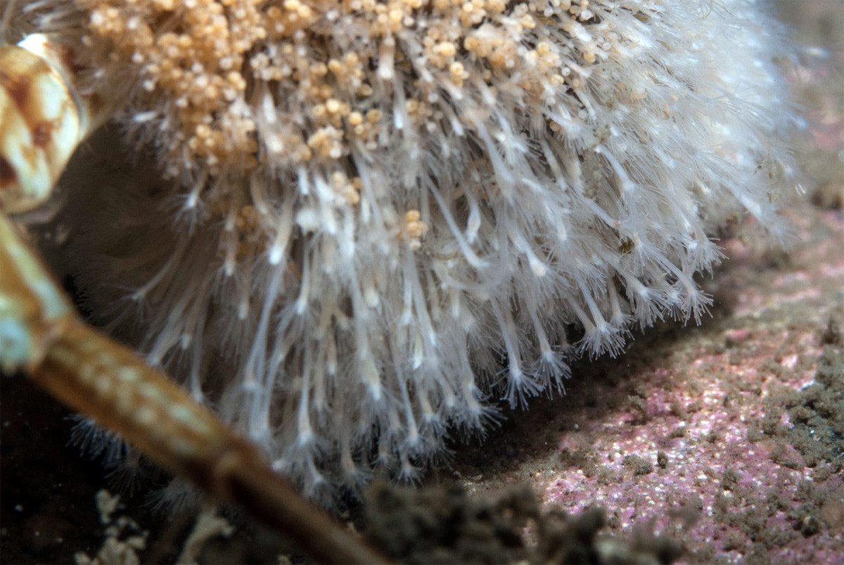 Thủy tức da ốc (Hydractinia echinata) phân bố ở Đông Bắc Đại Tây Dương. Chúng thuộc một họ thủy tức có gai, sống thành tập đoàn và sinh trưởng trên bề mặt của vỏ cua ký cư (ốc mượn hồi), có thể khiến con cua trông như mọc lông rậm rạp.