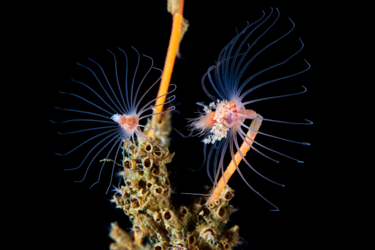 Thủy tức hoa bất tử (Tubularia sp.) là một chi gồm các loài thủy tức dài 10-20 cm, có polip trên các thân dài với hai vòng xúc tu, một vòng quanh gốc polip và một vòng quanh miệng. Chúng xuất hiện ở các vùng bờ biển trên thế giới.