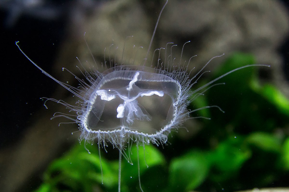 Sứa nước ngọt (Craspedacusta sowerbyi) dài 2-2,5 cm, phân bố rải rác ở các ao hồ trên toàn cầu. Các polip nhỏ của loài thủy tức này phát triển thành dạng ưu thế là medusa (dạng sứa).