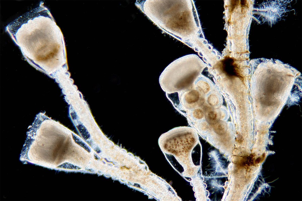 Thủy tức sợi nứt (Obelia geniculata) dài 305 cm, phân bố khắp thế giới, thường bám vào tảo bẹ vùng gian triều. Chúng sinh trưởng thành các tập đoàn hình gấp khúc gồm nhiều polip có vỏ ngoài dạng chén, nảy chồi từ các thân bò ngang.