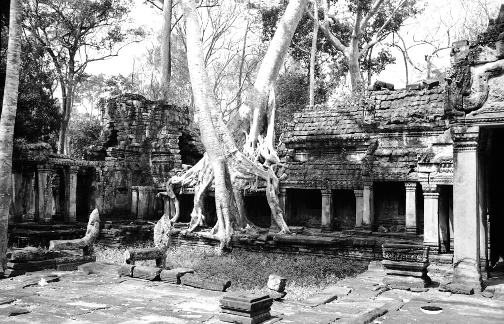 Cây cổ thụ mọc trùm lên phế tích Ta Prohm, 1938.