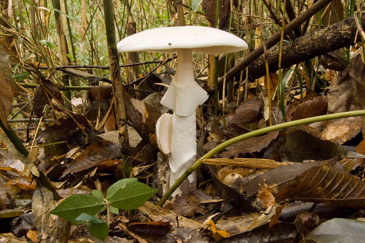 Nấm độc trắng hình nón (Amanita virosa) dài 6-11 cm, phân bố ở phía Bắc lục địa Á - Âu. Loài nấm hiếm này có màu trắng tinh, mũ nấm hình chuông, hơi dính và bao gốc màu trắng. Đây là một trong những loài nấm "trắng nhất" thế giới.