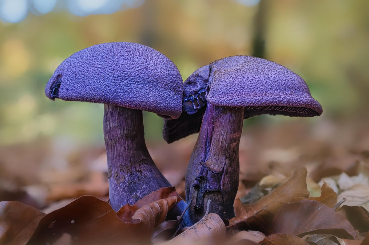 Nấm mạng tím (Cortinarius violaceus) mọc trong rừng hỗn giao khắp lục địa Á - Âu và Bắc Mỹ. Loài nấm hiếm này có có mũ và cuống màu tím đậm đặc trưng.